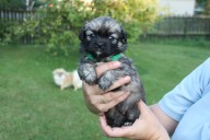 3 zeleny small