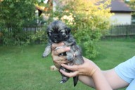 4 zluty small