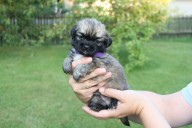 5 fialovy small