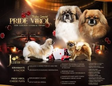 rodokmen carli small